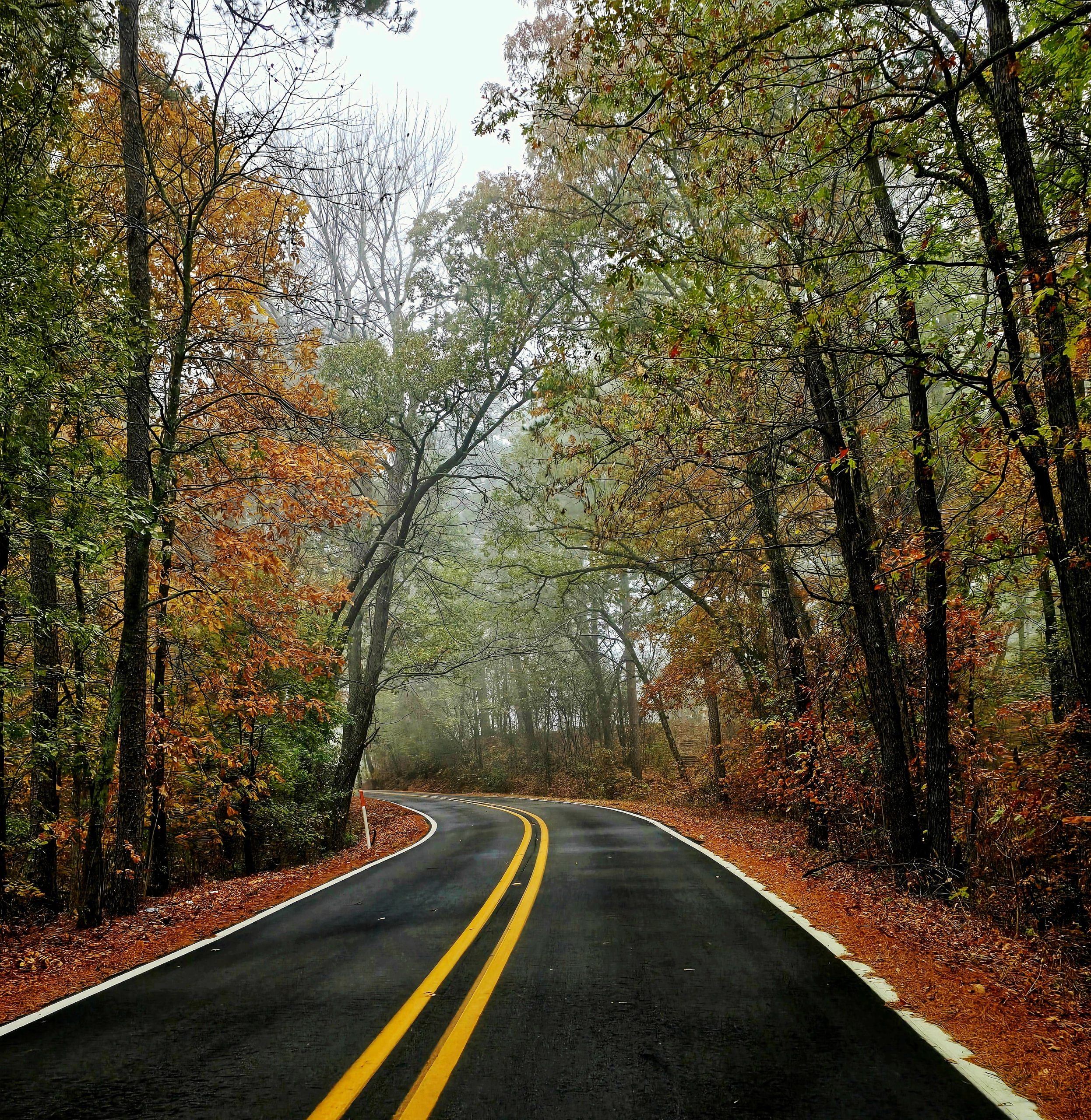 A slick road through a beautiful foggy forest in the middle of its autumn change